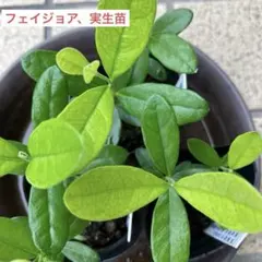 フェイジョア、実生苗、品種不明、イ