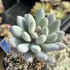 frax.k様 リクエスト 3点 まとめ商品