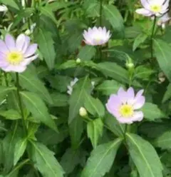 花♪花様 リクエスト 2点 まとめ商品