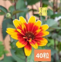 宿根ヒメヒマワリ ブリーディングハーツ 2ポットセット らくらく