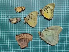蝶標本 北海道産オオイチモンジ♂3頭 三角紙標本 A品 - メルカリ