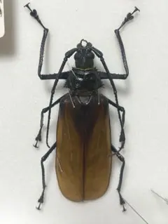毒刺甲虫】サソリカミキリ 昆虫標本 Onychocerus ウスバカミキリ