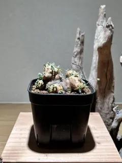 エキノカクタスECHINOCATUS INGENS SELETED - メルカリ