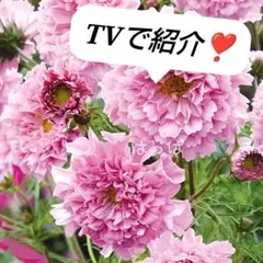 花の種 八重咲きコスモス ローズボンボン 30粒
