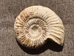 2026年最新】アンモナイト 化石の人気アイテム - メルカリ