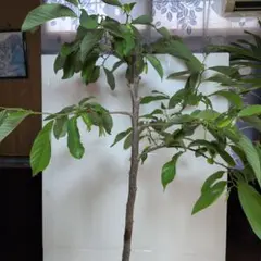 アテモヤ。果樹。鉢ごと送料無料で発送致します。 アテモヤ。果樹。鉢ごと送料無料で発送致します。 - メルカリ