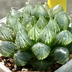 ば*迎様 ブラックオブツーサ　超美株　ハオルチア　観葉植物　24