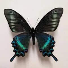 蝶標本 北海道産 美麗ミヤマカラスアゲハ春型♂ 飼育品 三角紙標本