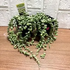 【現品】斑入りグリーンネックレス♡3号♡ポットごと宅急便コンパクト