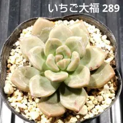 いちご大福 289 エケベリア 多肉植物 抜き苗