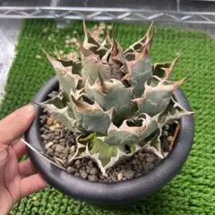 2026年最新】アガベ 子株 セットの人気アイテム - メルカリ