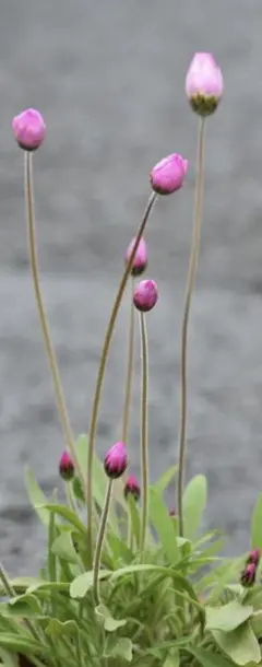 夏秋ナッツ様 リクエスト 2点 まとめ商品