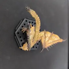 モンスターハンター スタンダードモデルPlus 怒り　リオレイア希少種