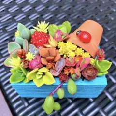そのまま飾れる多肉植物寄せ植え　こぼれ鉢　管理書付きのサムネイル