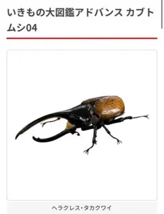 いきもの大図鑑アドバンス カブトムシ04 ヘラクレス・タカクワイ　ガシャポン