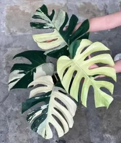 M274モンステラ　ミント　サイアム 斑入り　 Monstera TC株のサムネイル