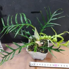 キキ様 リクエスト 2点 まとめ商品