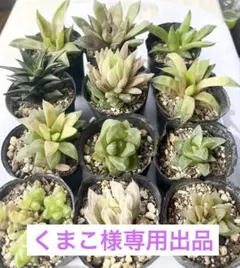 多肉植物 ハオルチア ①12種 セット ②サラダ菜錦 ③シンビフォルミスゴールド