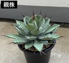 2026年最新】イシス ハイブリッドの人気アイテム - メルカリ