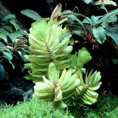 2026年最新】ロタラトゥルナデンシスの人気アイテム - メルカリ