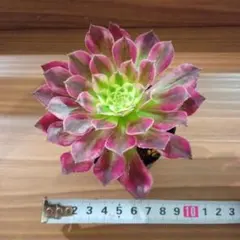 とみっち様 リクエスト 2点 まとめ商品