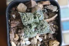 フォーカリア 竜神の舞 メセン　多肉植物 ビザ―プランツ 珍奇植物 A1のサムネイル
