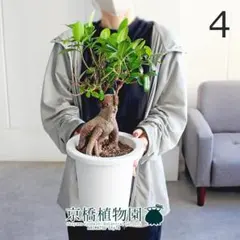 現品】ユーフォルビア・ホワイトゴースト 10号 茶鉢（1） - メルカリ