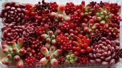 多肉植物　セダムカット苗セット④ピンクルルビー・乙女心