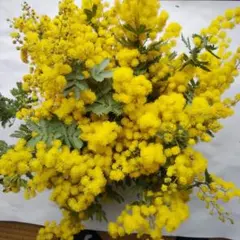 2026年最新】切り花 生花ミモザの人気アイテム - メルカリ