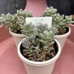 つぶつぶ屋 小梅 多肉植物 3ポットセット 抜き苗 つぶつぶ多肉のサムネイル