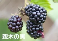 ブラックベリーの苗 とげ無し　苗木 抜き苗 1本 根付⑮