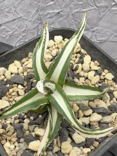 アガベ　氷山　超大株28センチ❗　③ アガベ 氷山 超大株28センチ❗ ③ アガベ 氷山 超大株28センチ❗ ③