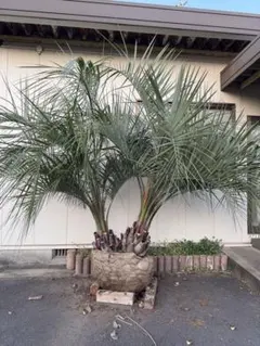 格安引き取り限定販売】ココスヤシ ヤシ科の植物 約4メートル