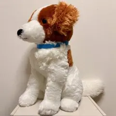 コーイケルホンディエのおでこちゃん おすわり VMCコンプリート 大谷