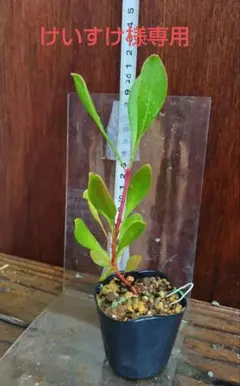 けいすけ様専用　キングプロテア、エキシミア、ネリフォリアピンク苗