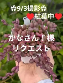 かなさん！様 リクエスト 5点 まとめ商品