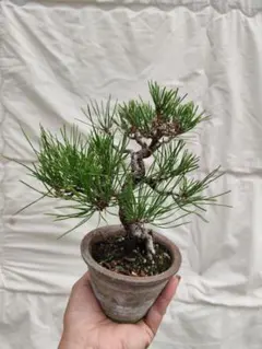 希少 蛇の目 五葉松 斑入り 花火 花吹雪 盆栽 盆栽鉢 付き発送 - メルカリ
