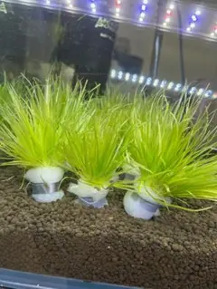 milk様 リクエスト 2点 まとめ商品