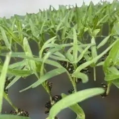 エンサイ20株　苗　空芯菜　野菜　新鮮　タイのサムネイル
