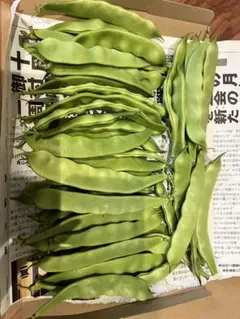 ミサキ様専用 モロッコインゲン3kg福耳 2kg絲椒 2kg紫芸豆2kg長野県産