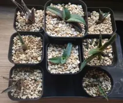 2026年最新】チタノタ 狼人の人気アイテム - メルカリ