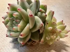 N*o様 3759 新入荷　ブルードラゴン　エケベリア　多肉植物　撮影2月27日