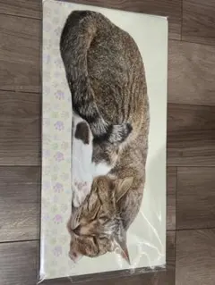 猫コレクション ブロッコリー トレカアイテムくじEX ラバープレイ