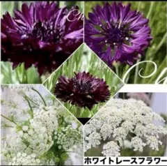 おまめ@無香料様 リクエスト 4点 まとめ商品