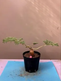 2026年最新】塊根 ペラルゴニウムの人気アイテム - メルカリ