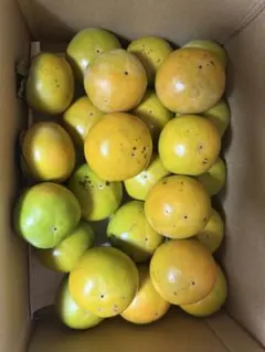 天草産 無農薬 露地枇杷 約2.6kg - メルカリ