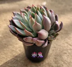 2026年最新】おらいさん苗 赤鬼の人気アイテム - メルカリ