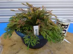 姫様 リクエスト 3点 まとめ商品