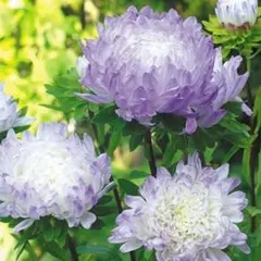 春蒔き　淡いブルーのグラデーション　牡丹咲き　アスター・アイスブルー　種⋆20粒