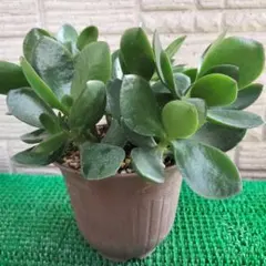 88 金のなる木 植木鉢付き 楽チン❢訳あり特別価格のサムネイル